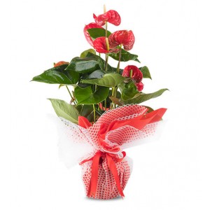 Antaryum Saksı Çiçeği